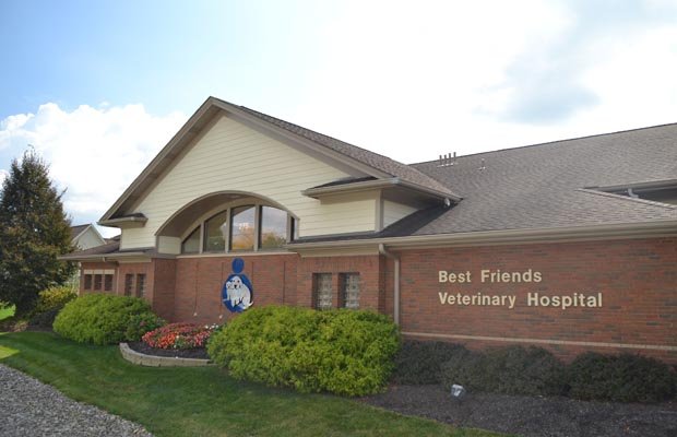 Expert Tips For Choosing The Best Friends Vet