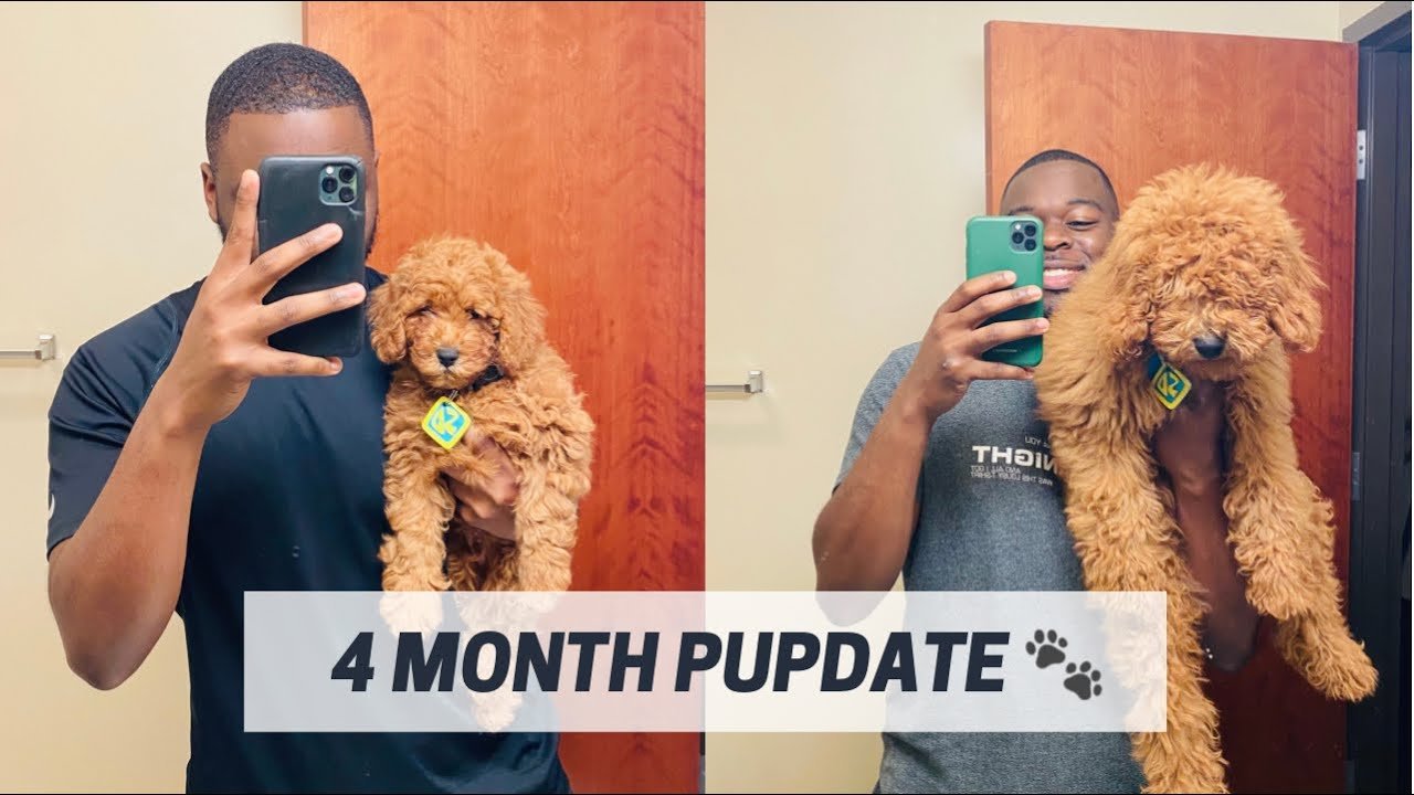 The Ultimate Guide To F1Bb Mini Goldendoodle Breed